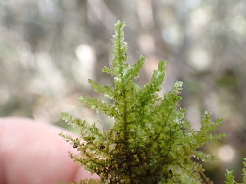 Homaliodendron flabellatum observed 2024-12-15