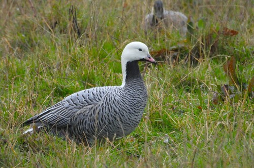 Emperor Goose, photo 6 of 10