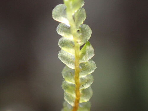 Plagiochila conduplicata, 2024-12-15
