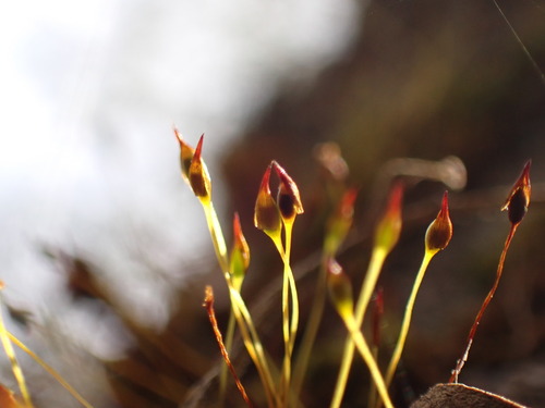Macromitrium observed 2024-12-15