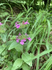 Clinopodium caucasicum