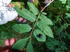 Lonicera nigra