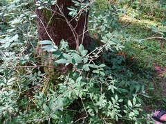 Lonicera nigra