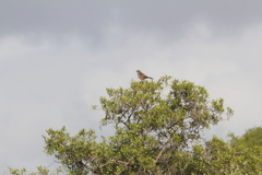 Cercotrichas coryphoeus coryphoeus