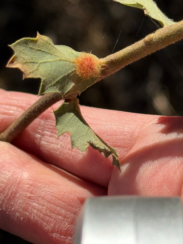 Yellow Wig Gall Wasp photo 6