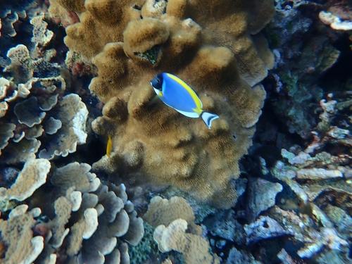Photo of Powder Blue Surgeonfish (Acanthurus leucosternon)