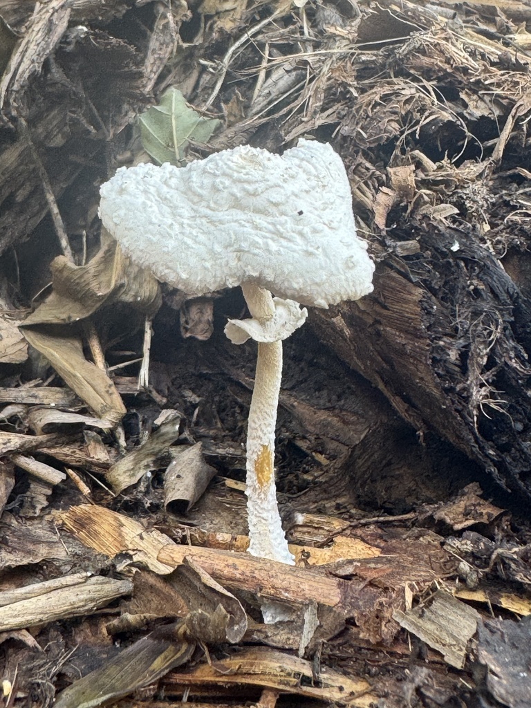 Leucocoprinus cretaceus · December 2024 · photo: © gptwisted (iNaturalist, cc0)