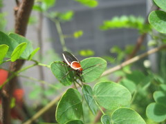 Pseudomops septentrionalis