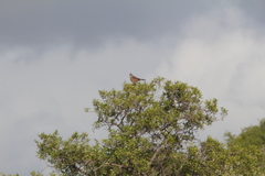 Cercotrichas coryphoeus coryphoeus