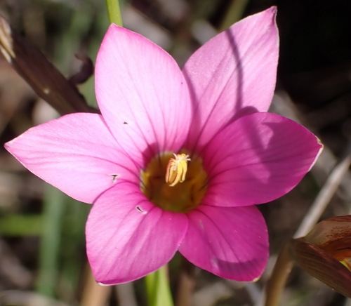 Romulea longipes