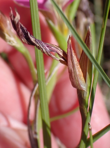 Romulea longipes