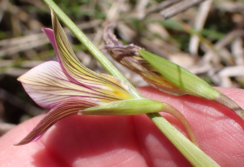 Romulea longipes