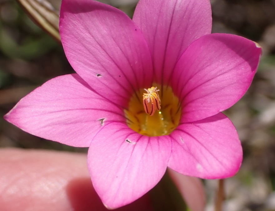 Romulea longipes, Kranshoek 432 Portion 9, Garden Route District Municipality, South Africa