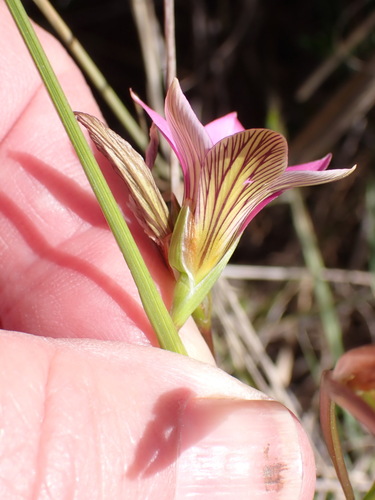 Romulea longipes