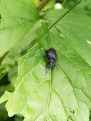 Otiorhynchus gemmatus