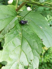 Otiorhynchus gemmatus