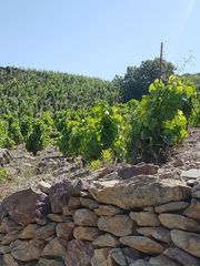 Vitis vinifera vinifera