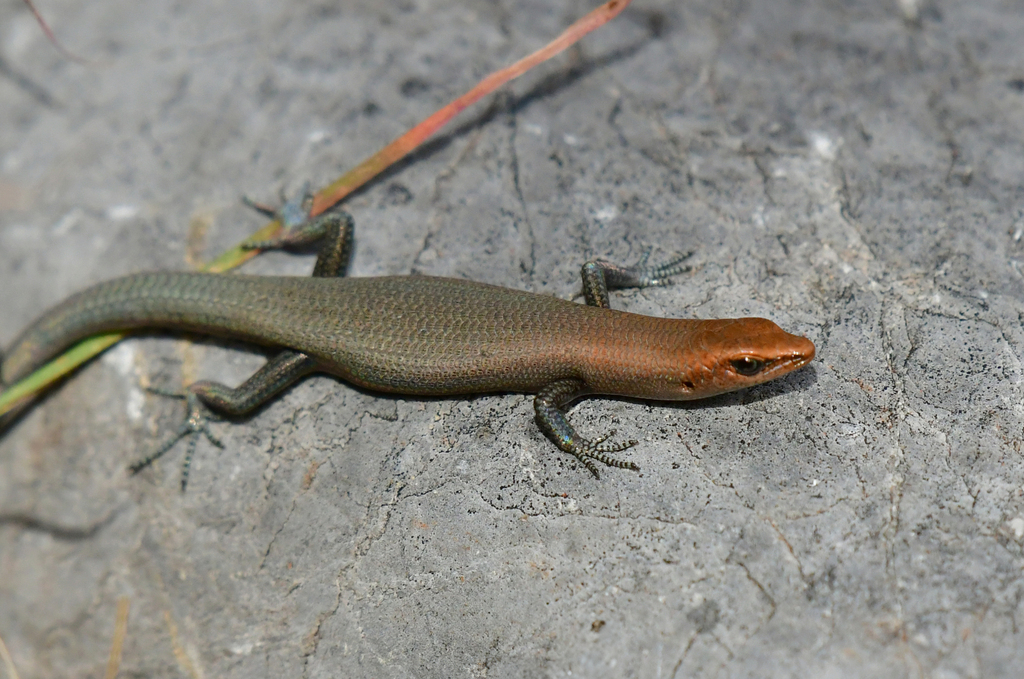 Chillagoe Litter-Skink