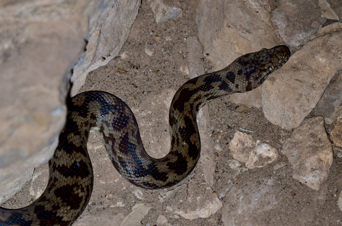 Spotted Python sighting