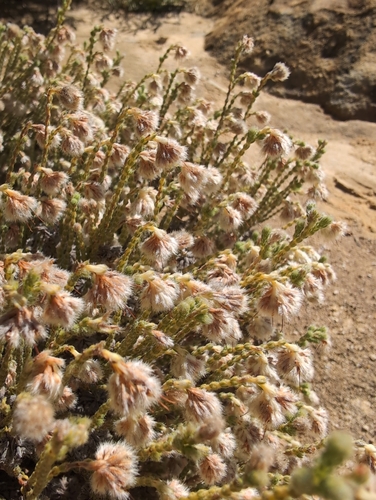 Old Heath (Erica senilis)