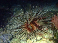 Prionocidaris baculosa