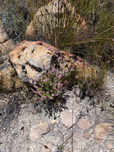 Erica cinerea (Erica flacca)