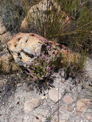 Erica cinerea (Erica flacca)