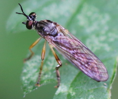 Dioctria linearis