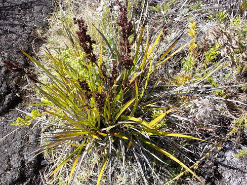 Image of Machaerina angustifolia by no rights reserved