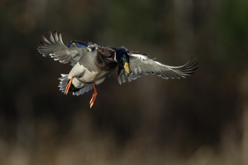 Mallard photographed in Virginia