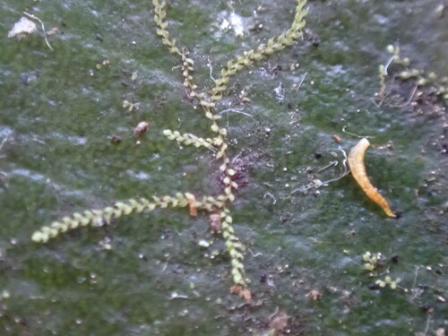 Drepanolejeunea ungulata observed 2024-12-15