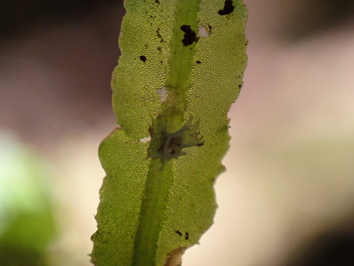 Pallavicinia observed 2024-12-15