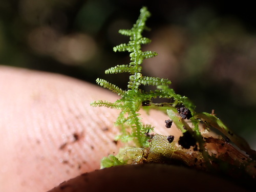 Lepidozia australis observed 2024-12-15