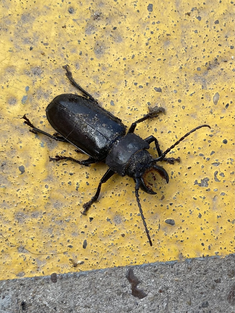 Mallodon spinibarbis
