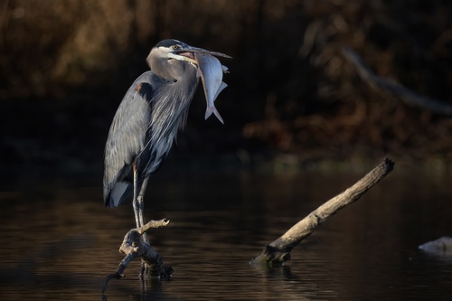 Great Blue Heron photographed in Virginia