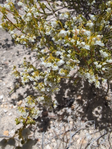 Whiteawn Heath (Erica leptopus)