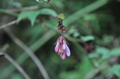 Leycesteria formosa