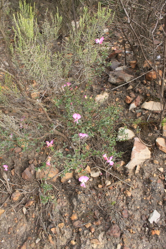Image of Podalyria microphylla by (c) Paul Emms, some rights reserved (CC BY-SA)