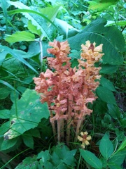 Orobanche flava