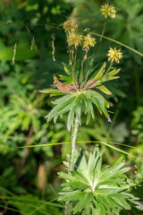 Anemonastrum