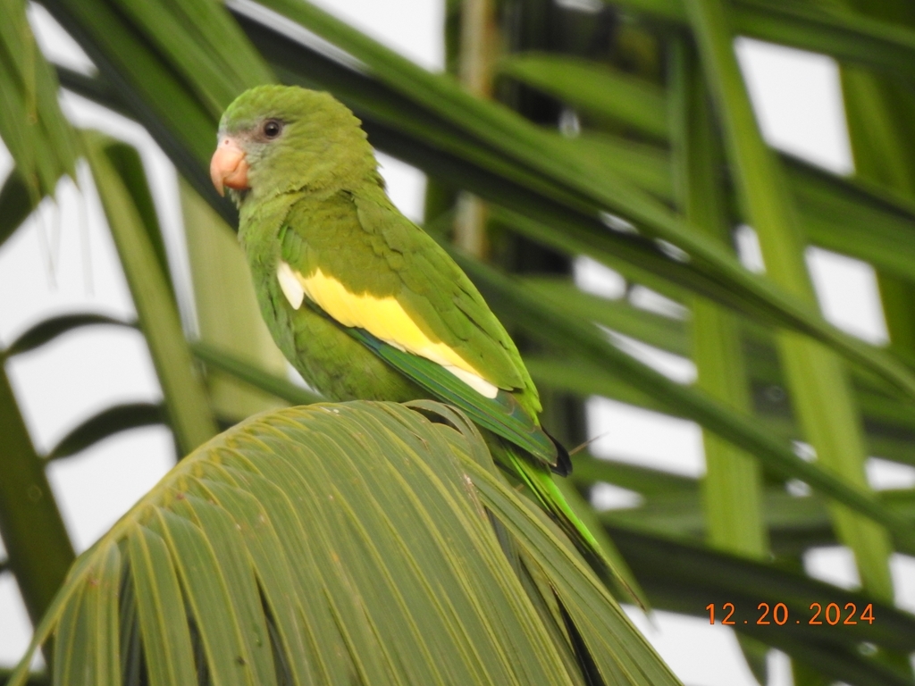 White-winged Parakeet photo