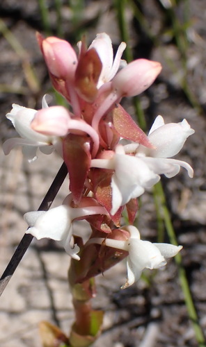 Image of Satyrium acuminatum by (c) Nicola van Berkel, some rights reserved (CC BY-SA)