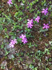 Primula integrifolia