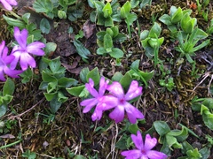 Primula integrifolia