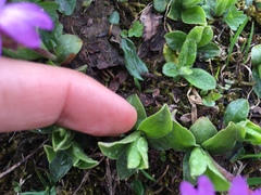 Primula integrifolia