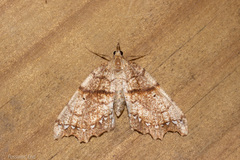 Chalastra pellurgata