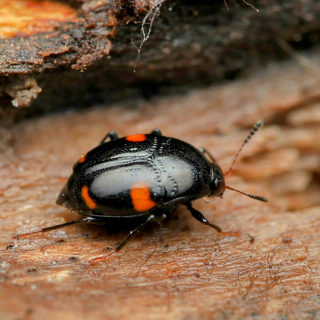 Scaphidium quadriguttatum