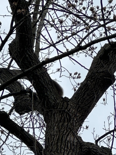 Common Raccoon photographed in Virginia