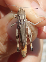 Stenobothrus grammicus