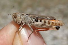 Stenobothrus grammicus